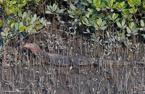 Water monitor lizard || Sundarbans || Oct 2017
https://www.facebook.com/MohammedSalmanPics/ Varanus salvator,Water Monitor