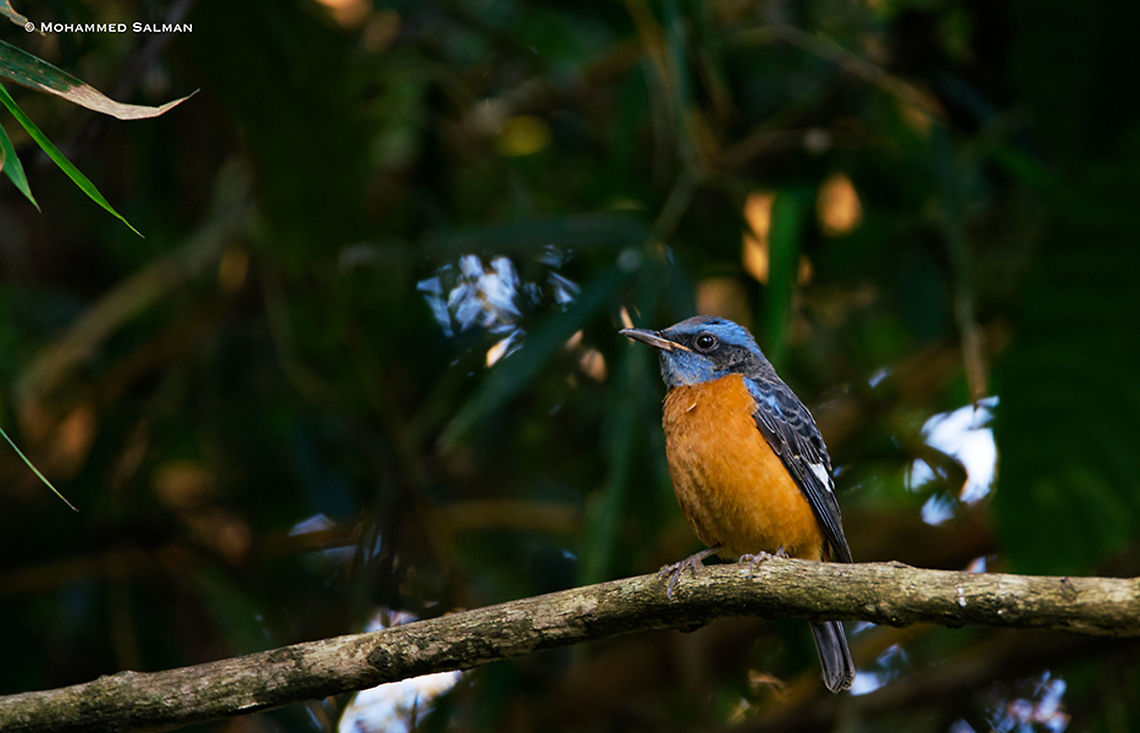 Blue-capped rock thrush || Vythri, Wayanad || Dec 2017<br />
<a href="https://www.facebook.com/MohammedSalmanPics/" rel="nofollow">https://www.facebook.com/MohammedSalmanPics/</a> Blue capped rock thrush,Monticola cinclorhynchus