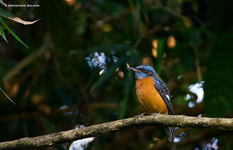 Blue-capped rock thrush || Vythri, Wayanad || Dec 2017
https://www.facebook.com/MohammedSalmanPics/ Blue capped rock thrush,Monticola cinclorhynchus