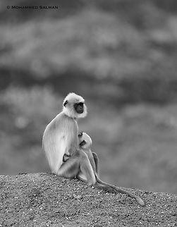 Hanuman langurs || Kabini || Jan 2018
https://www.facebook.com/MohammedSalmanPics/ Semnopithecus dussumieri,Southern plains gray langur