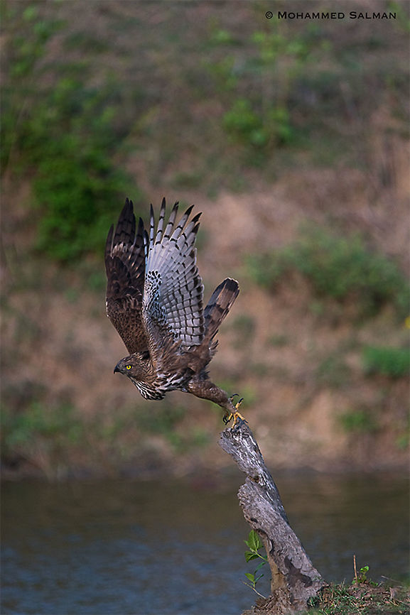 Take-off, Crested hawk-eagle || Kabini || Mar 2018<br />
<a href="https://www.facebook.com/MohammedSalmanPics/" rel="nofollow">https://www.facebook.com/MohammedSalmanPics/</a><br />
 Changable hawk eagle,Nisaetus cirrhatus