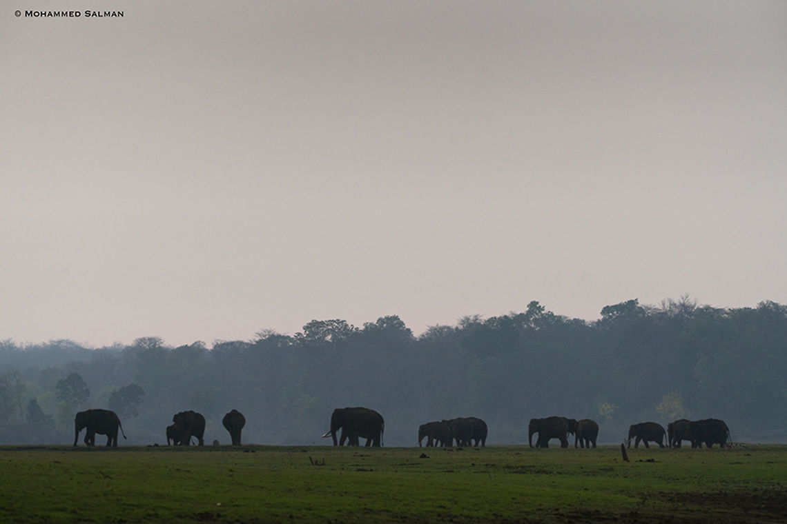 A herd of elephants || Kabini || March 2018<br />
<a href="https://www.facebook.com/MohammedSalmanPics/" rel="nofollow">https://www.facebook.com/MohammedSalmanPics/</a> Elephas maximus indicus,Indian Elephant