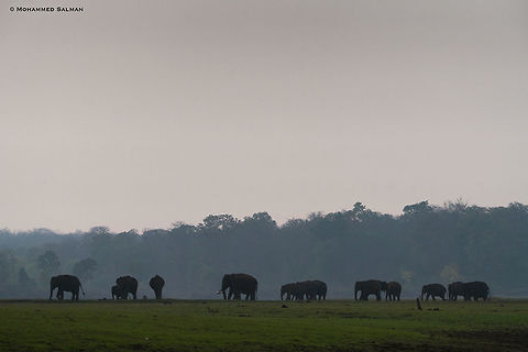 A herd of elephants || Kabini || March 2018
https://www.facebook.com/MohammedSalmanPics/ Elephas maximus indicus,Indian Elephant