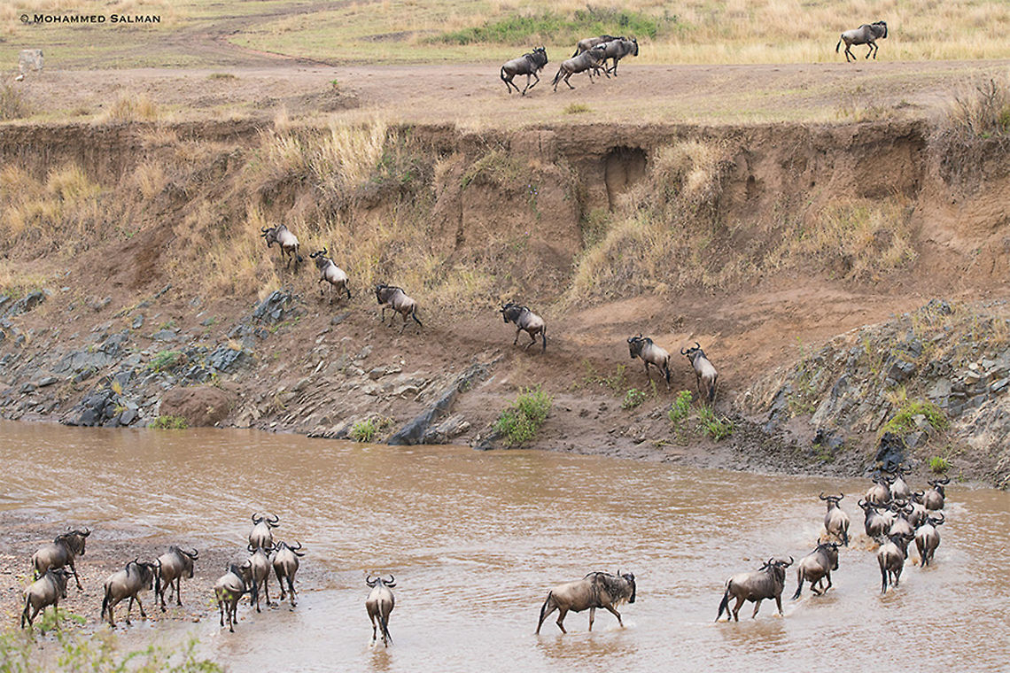 Wildebeest crossing Mara River during the Great Migration || Maasai Mara || Aug 2017<br />
<a href="https://www.facebook.com/MohammedSalmanPics/" rel="nofollow">https://www.facebook.com/MohammedSalmanPics/</a><br />
 Blue wildebeest,Connochaetes taurinus