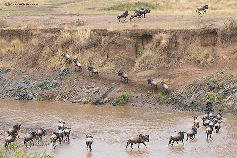 Wildebeest crossing Mara River during the Great Migration || Maasai Mara || Aug 2017
https://www.facebook.com/MohammedSalmanPics/
 Blue wildebeest,Connochaetes taurinus