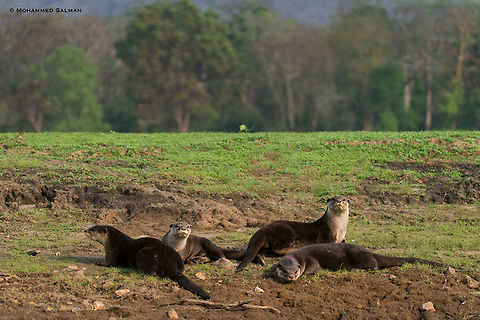 Smooth-coated Otters || Kabini || March 2018
https://www.facebook.com/MohammedSalmanPics/
 Lutrogale perspicillata,Smooth-coated otter