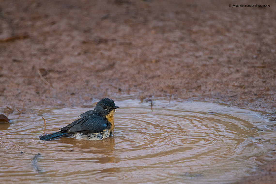 Tickell's blue flycatcher || Kabini || March 2018<br />
<a href="https://www.facebook.com/MohammedSalmanPics/" rel="nofollow">https://www.facebook.com/MohammedSalmanPics/</a> Cyornis tickelliae,Tickells Blue Flycatcher