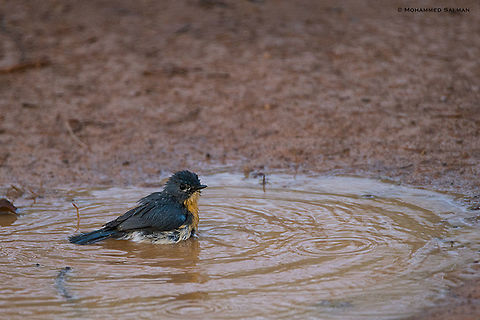 Tickell's blue flycatcher || Kabini || March 2018
https://www.facebook.com/MohammedSalmanPics/ Cyornis tickelliae,Tickells Blue Flycatcher