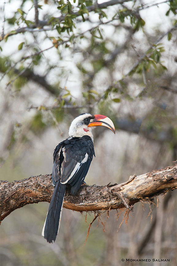 Von der Decken's Hornbill || Tsavo West || Aug 2017<br />
<a href="https://www.facebook.com/MohammedSalmanPics/" rel="nofollow">https://www.facebook.com/MohammedSalmanPics/</a><br />
 Tockus deckeni,Von der Deckens Hornbill