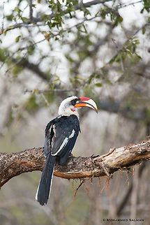 Von der Decken's Hornbill || Tsavo West || Aug 2017
https://www.facebook.com/MohammedSalmanPics/
 Tockus deckeni,Von der Deckens Hornbill