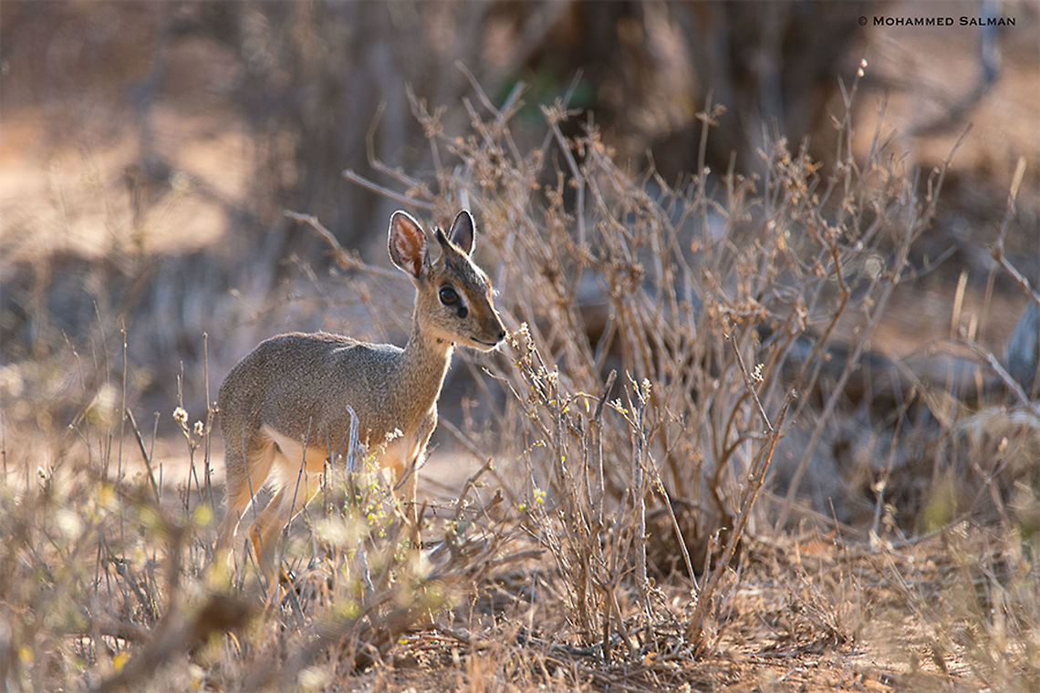 Dik-dik antelope || Tsavo East || Aug 2017<br />
<a href="https://www.facebook.com/MohammedSalmanPics/" rel="nofollow">https://www.facebook.com/MohammedSalmanPics/</a><br />
