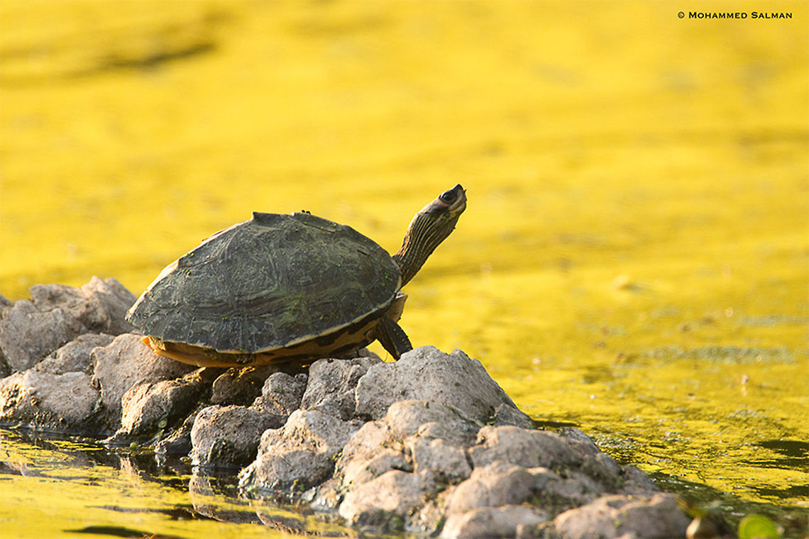 Indian roofed turtle || Bharatpur || Dec 2016<br />
<a href="https://www.facebook.com/MohammedSalmanPics/" rel="nofollow">https://www.facebook.com/MohammedSalmanPics/</a><br />
 Indian roofed turtle,Pangshura tecta