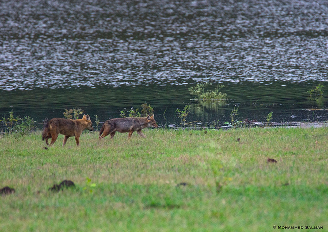 Jackals by the backwaters || Kabini || July 2016<br />
<a href="https://www.facebook.com/MohammedSalmanPics/" rel="nofollow">https://www.facebook.com/MohammedSalmanPics/</a><br />
 Canis aureus indicus,Indian jackal