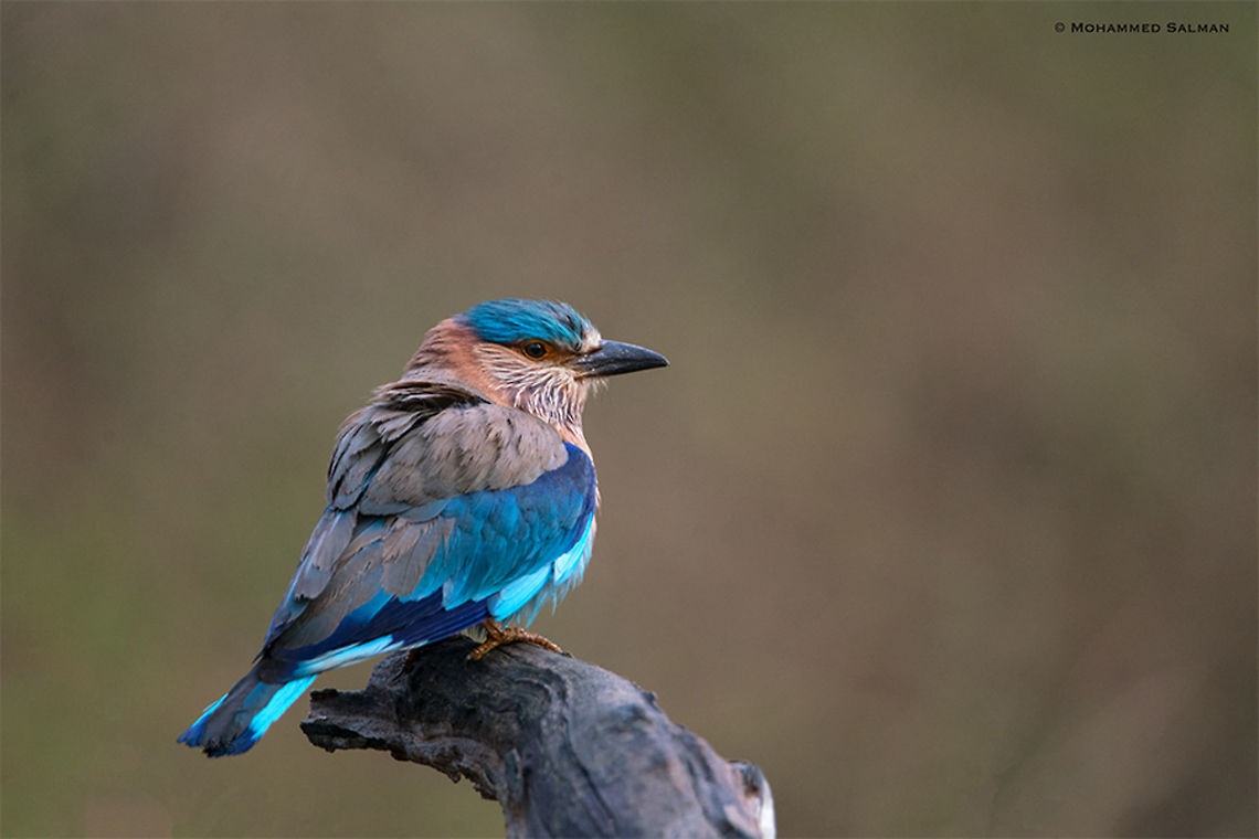 The Indian roller || Kabini || March 2018<br />
<a href="https://www.facebook.com/MohammedSalmanPics/" rel="nofollow">https://www.facebook.com/MohammedSalmanPics/</a> Coracias benghalensis,Indian Roller