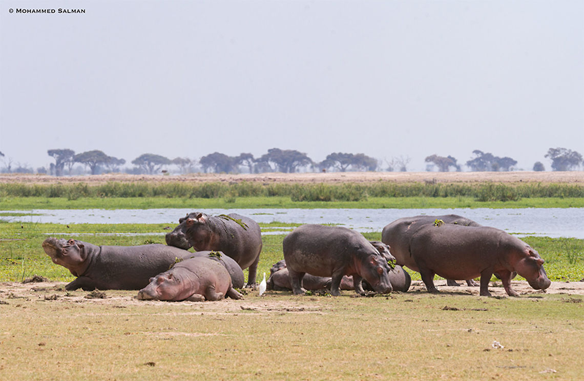 Hippos out of water || Amboseli || Aug 2017<br />
<a href="https://www.facebook.com/MohammedSalmanPics/" rel="nofollow">https://www.facebook.com/MohammedSalmanPics/</a> Hippopotamus,Hippopotamus amphibius