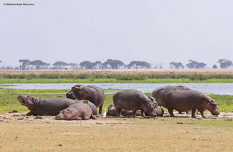 Hippos out of water || Amboseli || Aug 2017
https://www.facebook.com/MohammedSalmanPics/ Hippopotamus,Hippopotamus amphibius