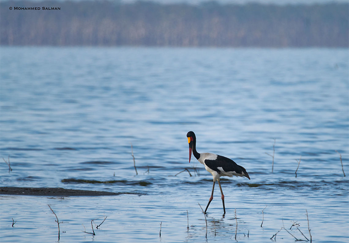 Saddle-billed stork || Lake Nakuru || Aug 2017<br />
<a href="https://www.facebook.com/MohammedSalmanPics/" rel="nofollow">https://www.facebook.com/MohammedSalmanPics/</a> Ephippiorhynchus senegalensis,Saddle-billed Stork