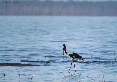 Saddle-billed stork || Lake Nakuru || Aug 2017
https://www.facebook.com/MohammedSalmanPics/ Ephippiorhynchus senegalensis,Saddle-billed Stork