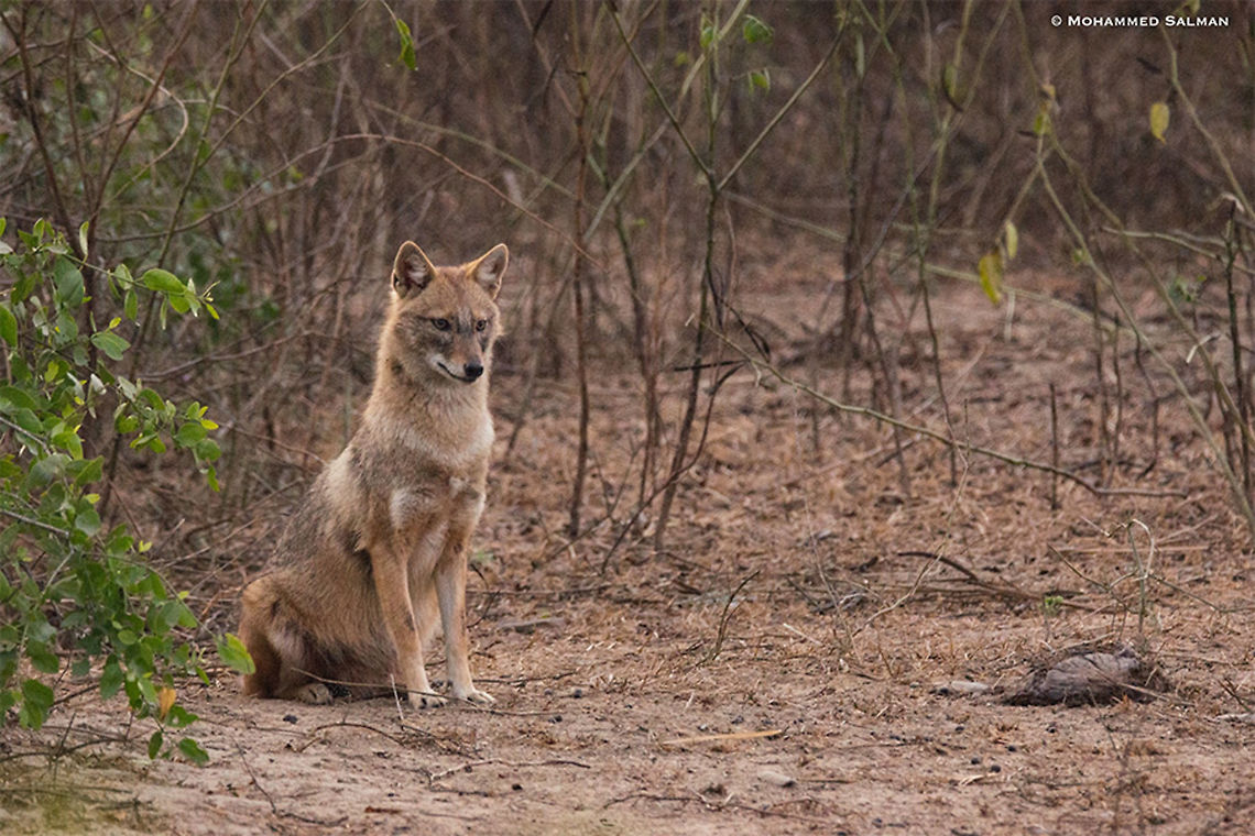 Golden jackal || Bharatpur || Dec 2016<br />
<a href="https://www.facebook.com/MohammedSalmanPics/" rel="nofollow">https://www.facebook.com/MohammedSalmanPics/</a><br />
 Canis aureus,Golden jackal