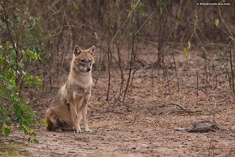 Golden jackal