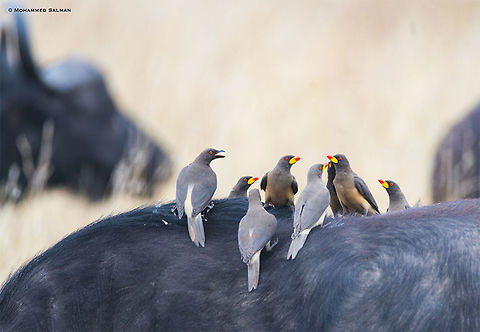 Yellow billed oxpecker || Maasai Mara || Aug 2017
https://www.facebook.com/MohammedSalmanPics/ Buphagus africanus,Yellow-billed oxpecker