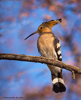 Common hoopoe || Ranthambore || Dec 2016
https://www.facebook.com/MohammedSalmanPics/ Hoopoe,Upupa epops