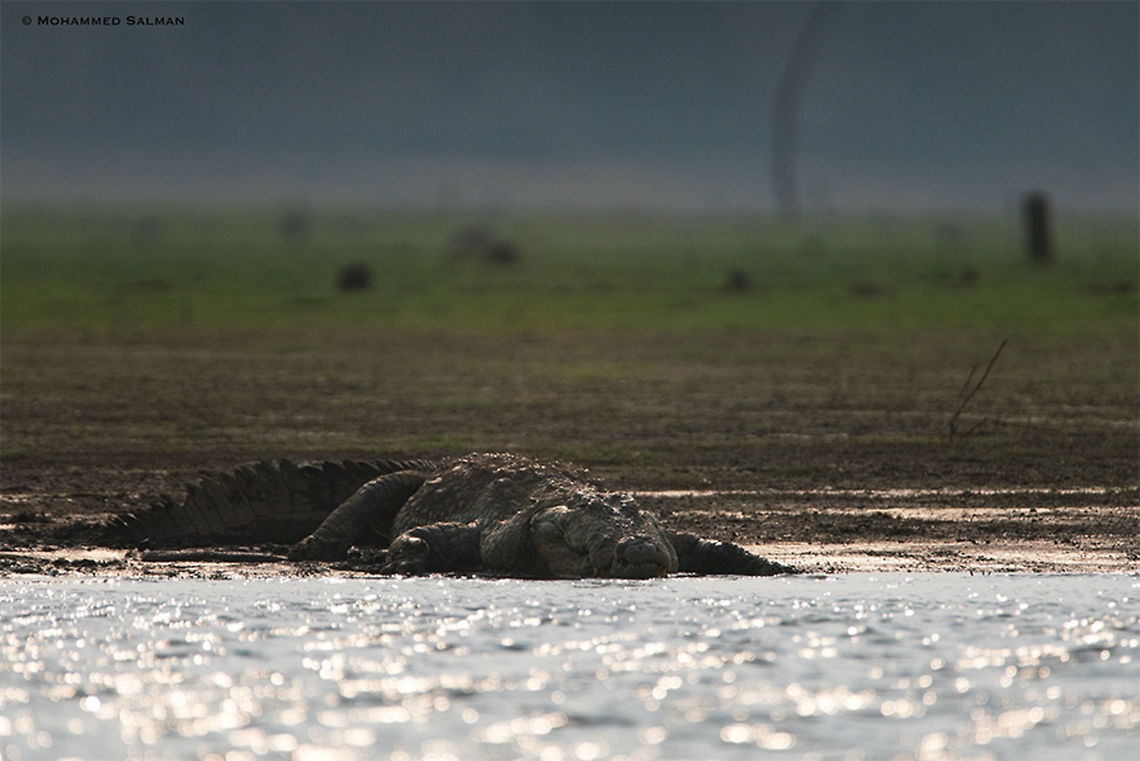 Mugger || Kabini || March 2018<br />
<a href="https://www.facebook.com/MohammedSalmanPics/" rel="nofollow">https://www.facebook.com/MohammedSalmanPics/</a> Crocodylus palustris,Mugger crocodile