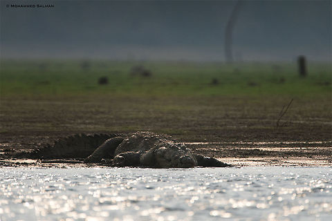 Mugger || Kabini || March 2018
https://www.facebook.com/MohammedSalmanPics/ Crocodylus palustris,Mugger crocodile