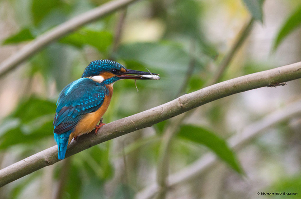 Common kingfisher || Bharatpur || Dec 2016<br />
<a href="https://www.facebook.com/MohammedSalmanPics/" rel="nofollow">https://www.facebook.com/MohammedSalmanPics/</a><br />
 Alcedo atthis,Common Kingfisher