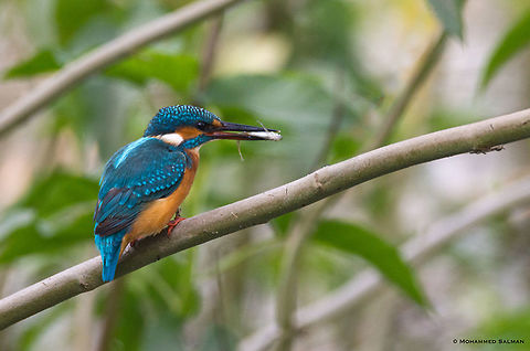Common kingfisher || Bharatpur || Dec 2016
https://www.facebook.com/MohammedSalmanPics/
 Alcedo atthis,Common Kingfisher