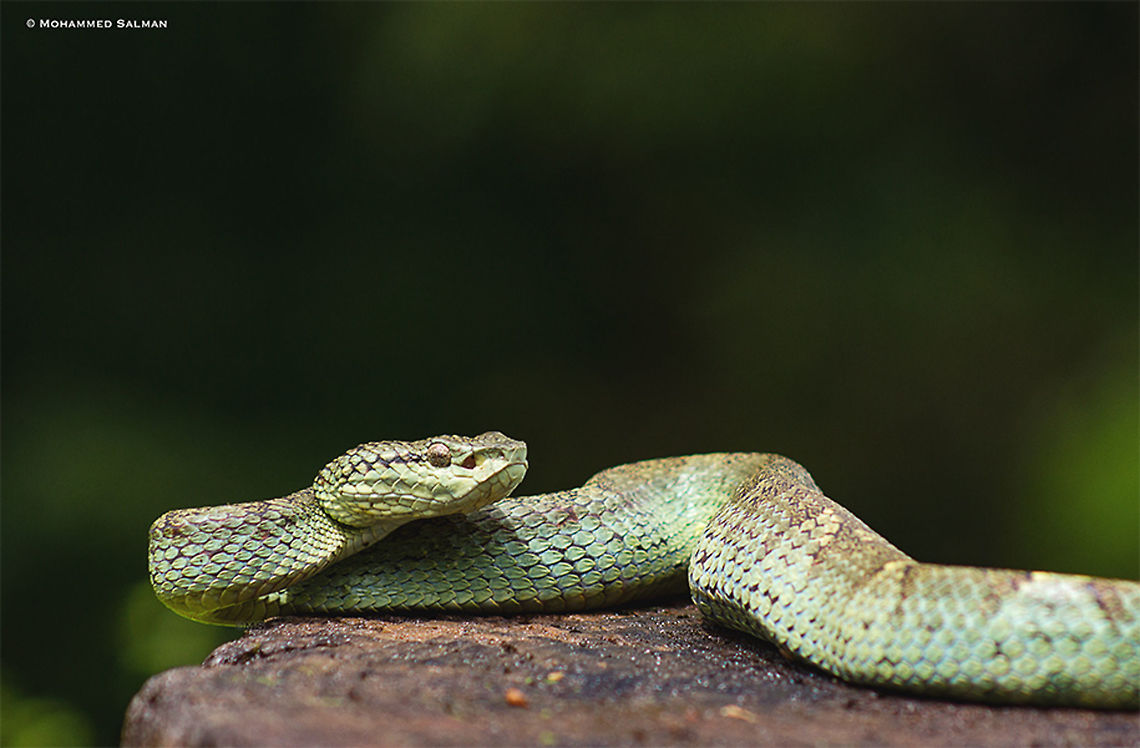 Malabar pit viper || Wayanad || Sept 2017<br />
<a href="https://www.facebook.com/MohammedSalmanPics/" rel="nofollow">https://www.facebook.com/MohammedSalmanPics/</a> Malabar pit viper,Trimeresurus malabaricus