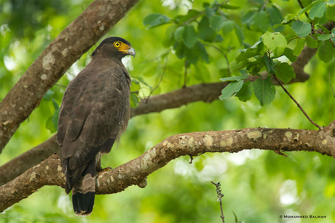 Crested serpent eagle || BRT || May 2018<br />
<a href="https://www.facebook.com/MohammedSalmanPics/" rel="nofollow">https://www.facebook.com/MohammedSalmanPics/</a><br />
 Crested Serpent Eagle,Spilornis cheela