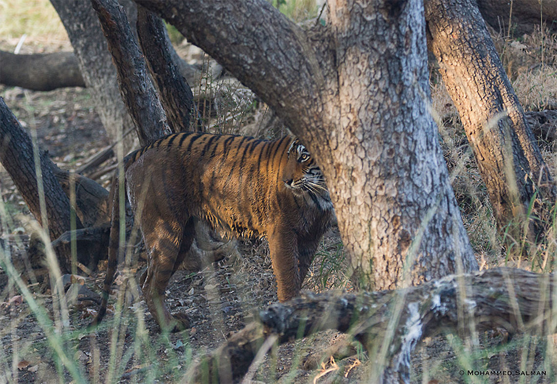 When the sun shines on her, T-84 || Ranthambore || Dec 2016.<br />
<a href="https://www.facebook.com/MohammedSalmanPics/" rel="nofollow">https://www.facebook.com/MohammedSalmanPics/</a><br />
Bengal tiger,Panthera tigris tigris