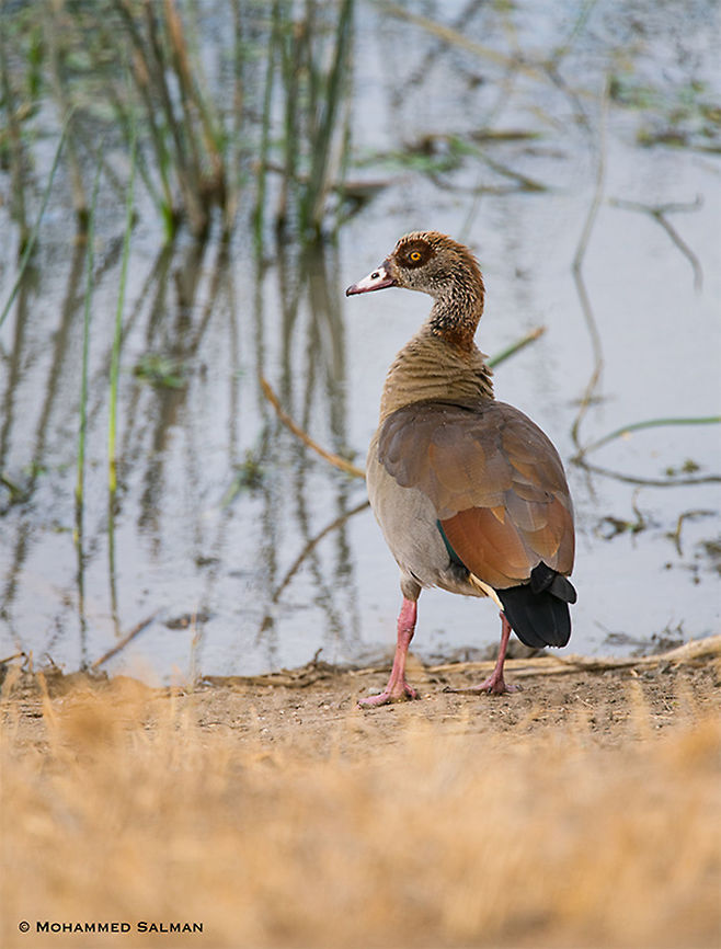 Egyptian goose || Tsavo West || Aug 2017<br />
<a href="https://www.facebook.com/MohammedSalmanPics/" rel="nofollow">https://www.facebook.com/MohammedSalmanPics/</a> Alopochen aegyptiacus,Egyptian Goose
