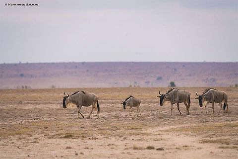 Wildebeest || Amboseli || Aug 2017
https://www.facebook.com/MohammedSalmanPics/
 Blue wildebeest,Connochaetes taurinus