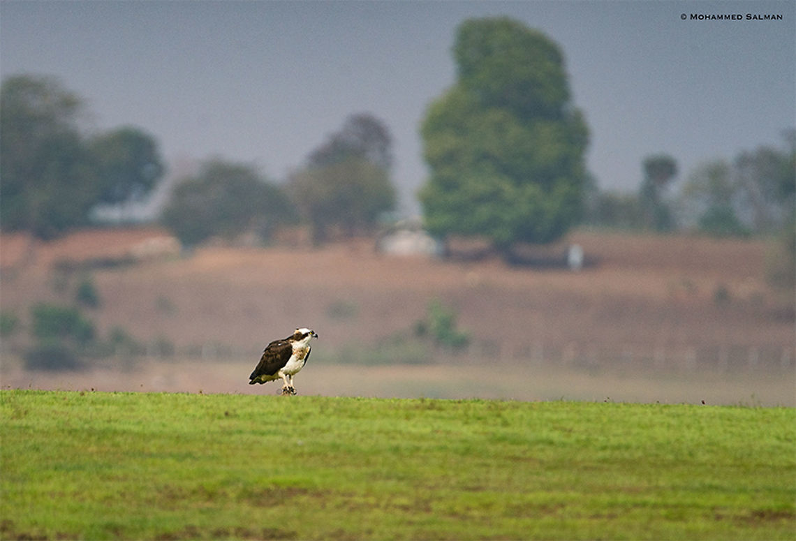 Osprey at ground level || Kabini || March 2018<br />
<a href="https://www.facebook.com/MohammedSalmanPics/" rel="nofollow">https://www.facebook.com/MohammedSalmanPics/</a> Osprey,Pandion haliaetus