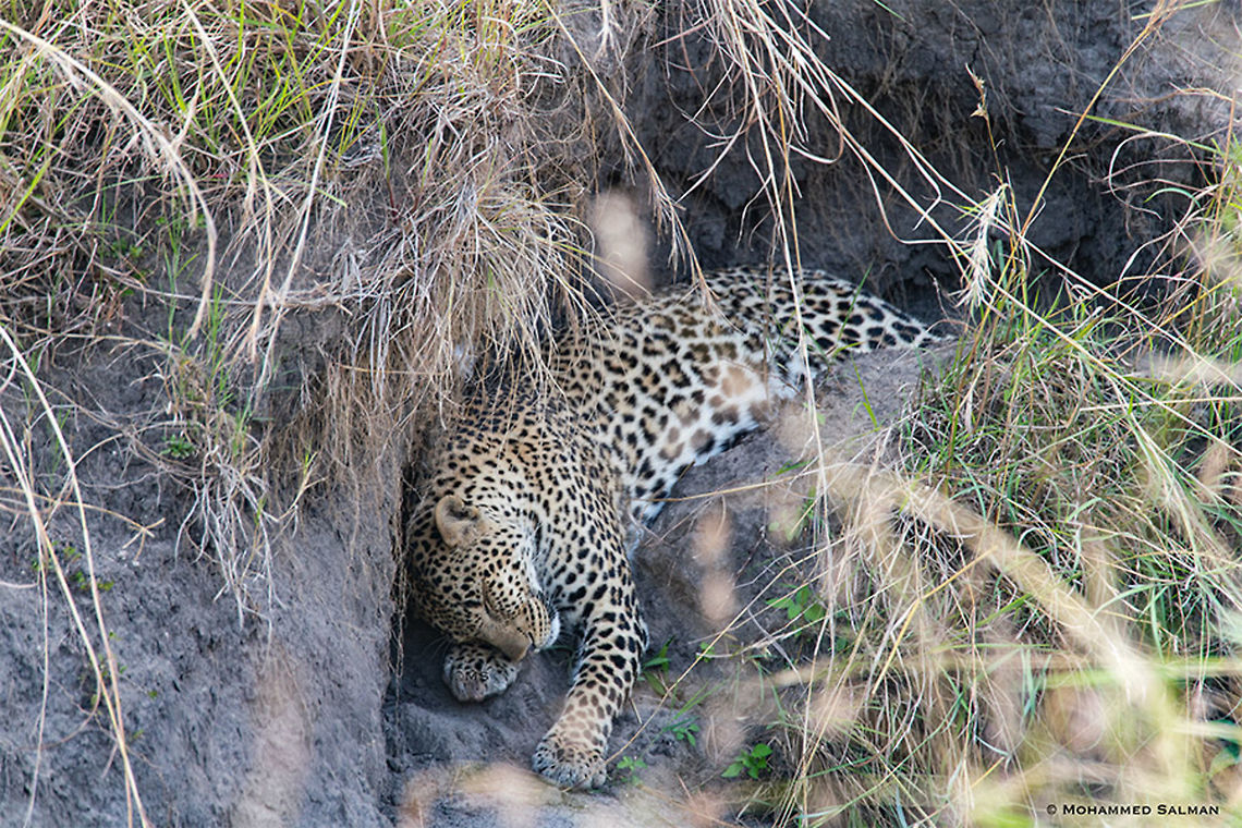 African leopard || Maasai Mara || Aug 2017<br />
<a href="https://www.facebook.com/MohammedSalmanPics/" rel="nofollow">https://www.facebook.com/MohammedSalmanPics/</a><br />
 African Leopard,Panthera pardus pardus