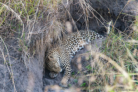 African leopard || Maasai Mara || Aug 2017
https://www.facebook.com/MohammedSalmanPics/
 African Leopard,Panthera pardus pardus
