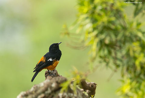 Mocking Cliff Chat || Lake Nakuru || Aug 2017
https://www.facebook.com/MohammedSalmanPics/ Mocking Cliff Chat,Thamnolaea cinnamomeiventris
