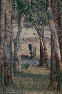 Tusker, beyond the trees || Kabini || March 2018
https://www.facebook.com/MohammedSalmanPics/ Asian elephant,Elephas maximus