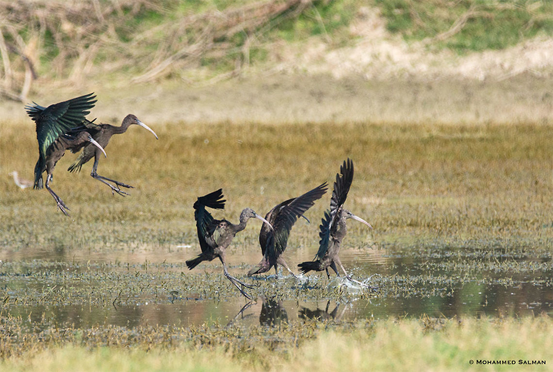 Glossy Ibis landing || Bharatpur || Dec 2016<br />
<a href="https://www.facebook.com/MohammedSalmanPics/" rel="nofollow">https://www.facebook.com/MohammedSalmanPics/</a><br />
 Glossy Ibis,Plegadis falcinellus