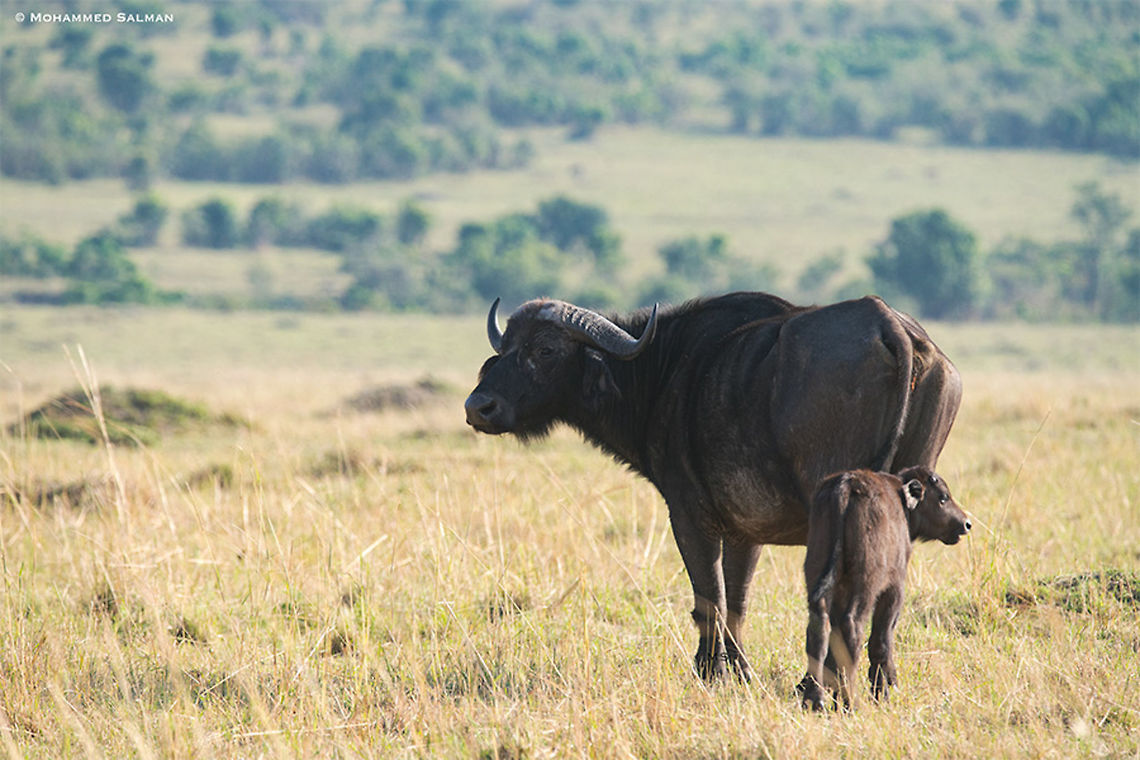 Mommy and me, Cape buffalo || Maasai Mara || Aug 2017<br />
<a href="https://www.facebook.com/MohammedSalmanPics/" rel="nofollow">https://www.facebook.com/MohammedSalmanPics/</a> African buffalo,Syncerus caffer