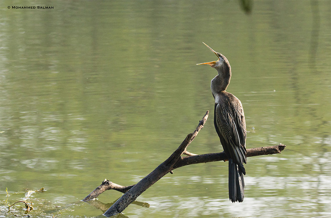Oriental Darter || Bharatpur || Dec 2016<br />
<a href="https://www.facebook.com/MohammedSalmanPics/" rel="nofollow">https://www.facebook.com/MohammedSalmanPics/</a> Anhinga melanogaster,Oriental darter