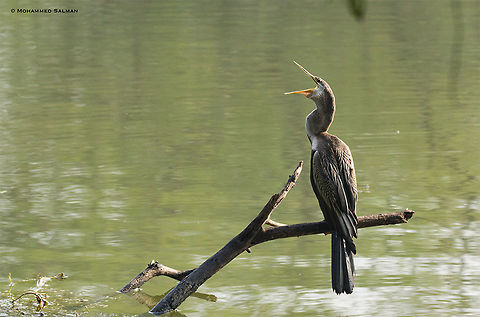 Oriental Darter || Bharatpur || Dec 2016
https://www.facebook.com/MohammedSalmanPics/ Anhinga melanogaster,Oriental darter
