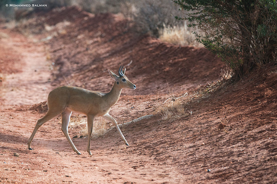 Bohor reedbuck || Tsavo West || Aug 2017<br />
<a href="https://www.facebook.com/MohammedSalmanPics/" rel="nofollow">https://www.facebook.com/MohammedSalmanPics/</a> Bohor reedbuck,Redunca redunca