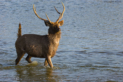 Royal Stag || Ranthambore || Dec 2016
https://www.facebook.com/MohammedSalmanPics/ Rusa unicolor,Sambar