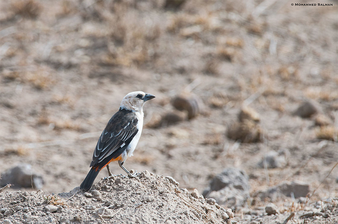 White-headed buffalo weaver || Amboseli || Aug 2017<br />
<a href="https://www.facebook.com/MohammedSalmanPics/" rel="nofollow">https://www.facebook.com/MohammedSalmanPics/</a> Dinemellia dinemelli,White-headed buffalo weaver