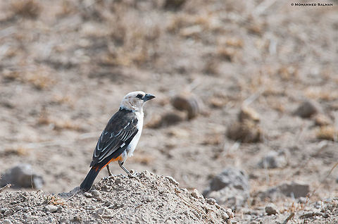 White-headed buffalo weaver || Amboseli || Aug 2017
https://www.facebook.com/MohammedSalmanPics/ Dinemellia dinemelli,White-headed buffalo weaver