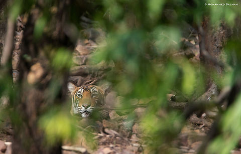 Tiger in the woods || Ranthambore || June 2018
https://www.facebook.com/MohammedSalmanPics/
 Bengal tiger,Panthera tigris tigris