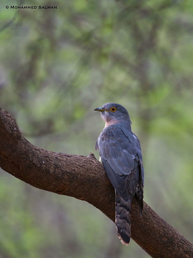 Common hawk-cuckoo || Jhalana || June 2018<br />
<a href="https://www.facebook.com/MohammedSalmanPics/" rel="nofollow">https://www.facebook.com/MohammedSalmanPics/</a><br />
 Common hawk-cuckoo,Hierococcyx varius